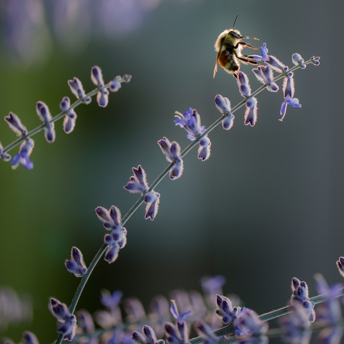 Quelles huiles essentielles contre les allergies du printemps&nbsp;?