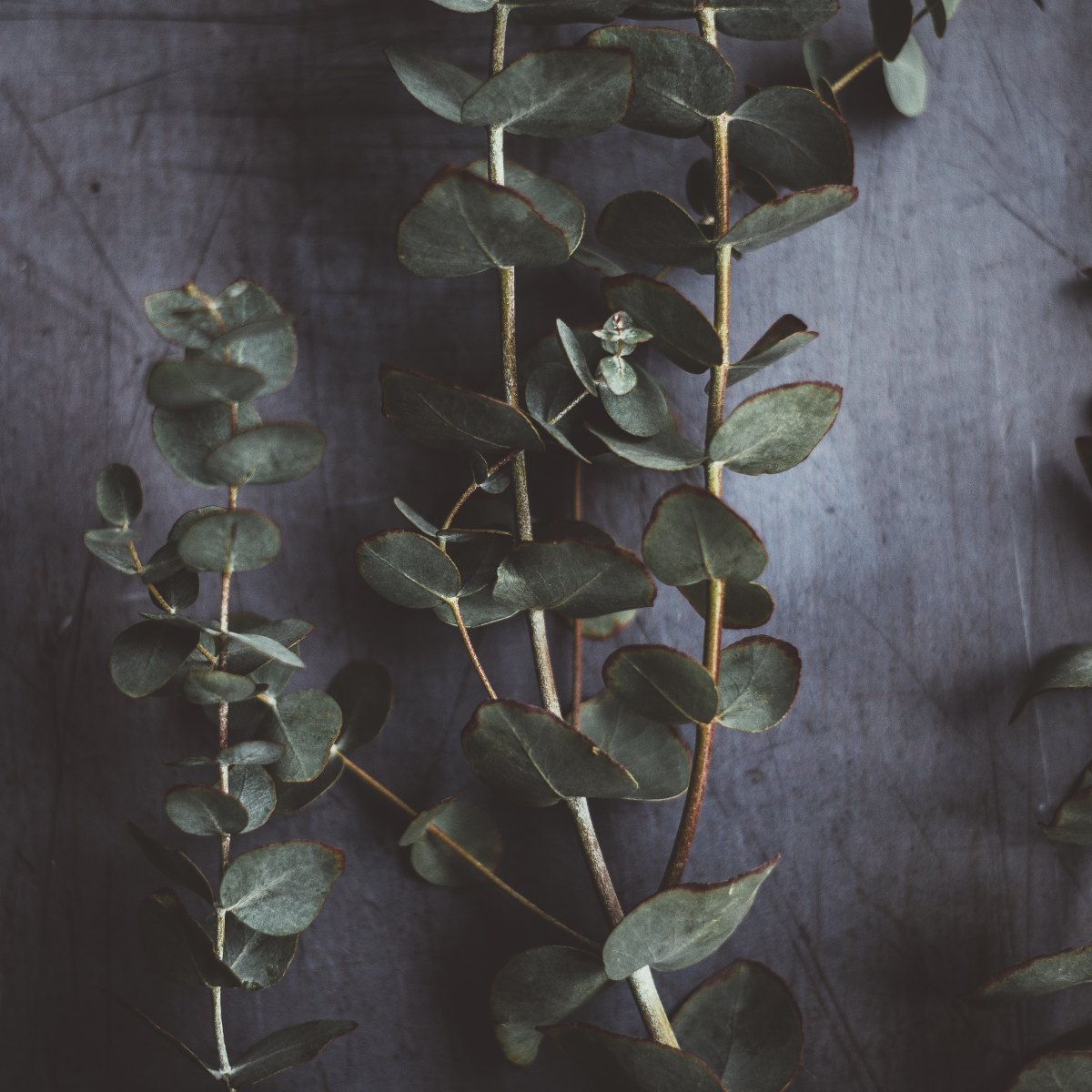 Pourquoi le ravintsara et l&rsquo;eucalyptus ne sont pas les huiles essentielles &laquo;&nbsp;à tout faire&nbsp;&raquo; de l&rsquo;hiver&nbsp;!