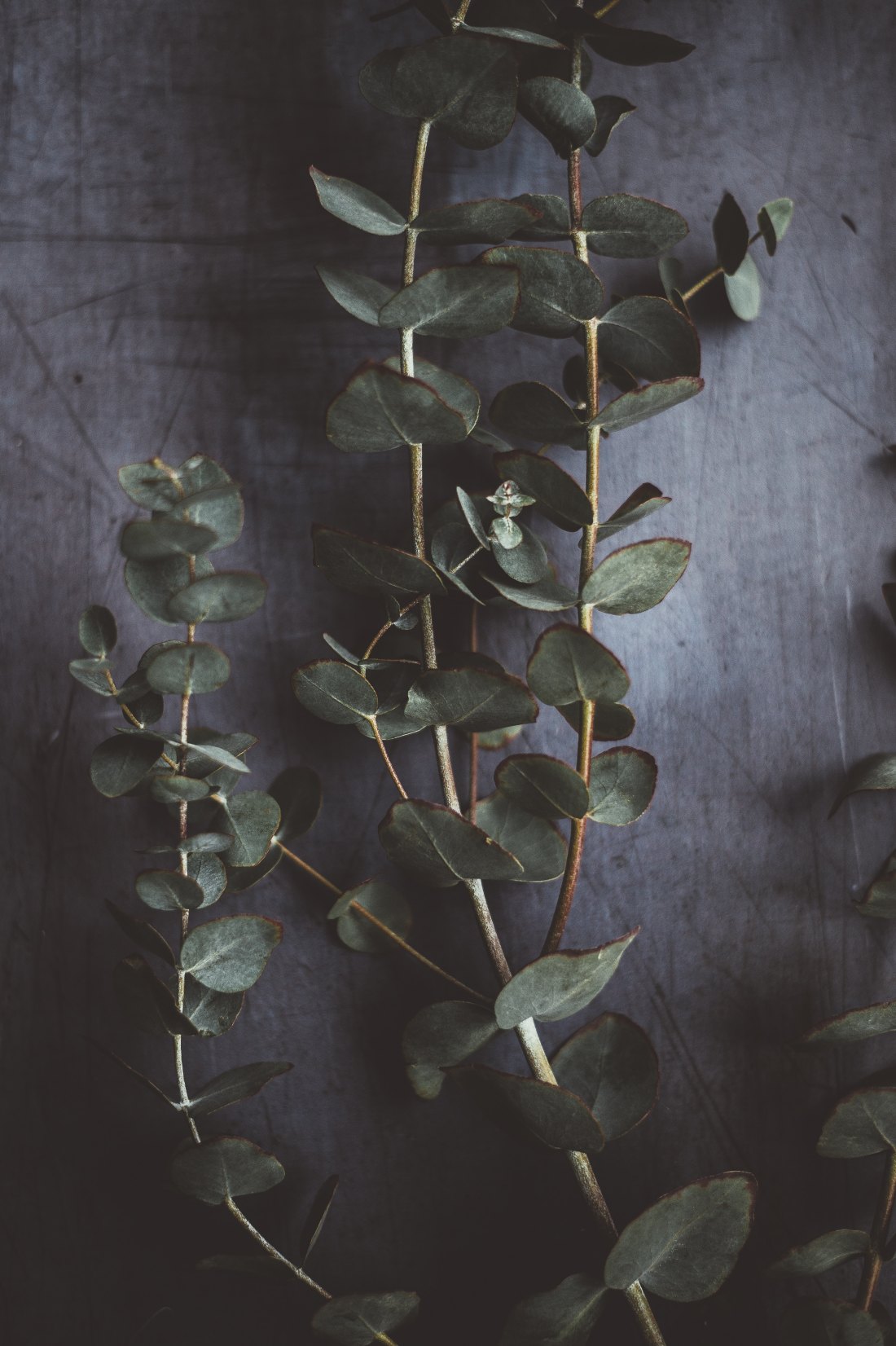 eucalyptus-gunni