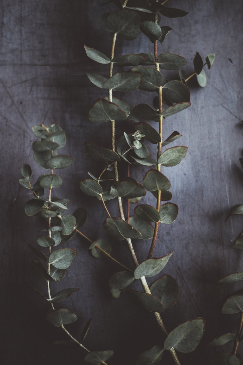eucalyptus-gunni
