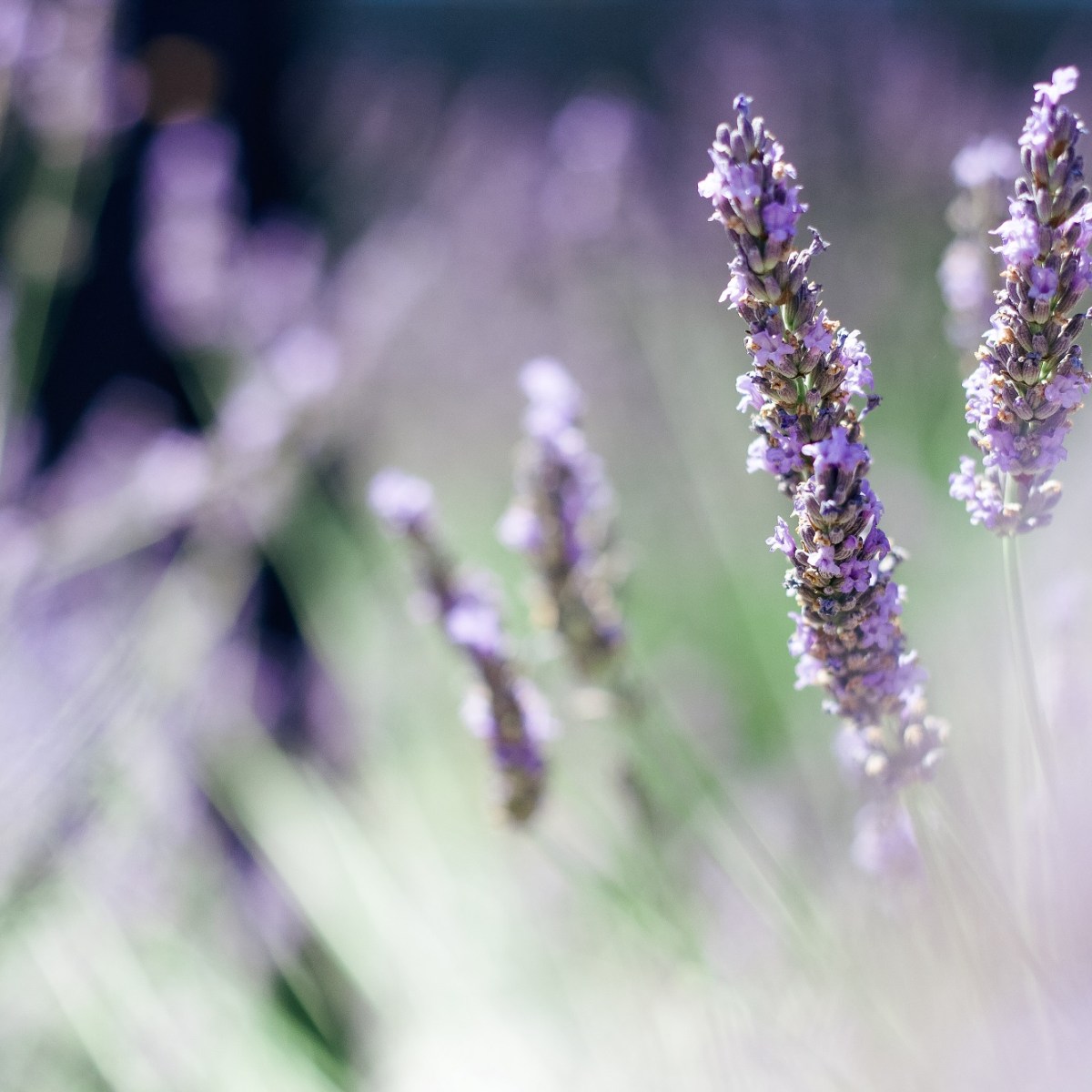 Nouveau : ateliers cosmétiques et aromathérapie à&nbsp;Valence