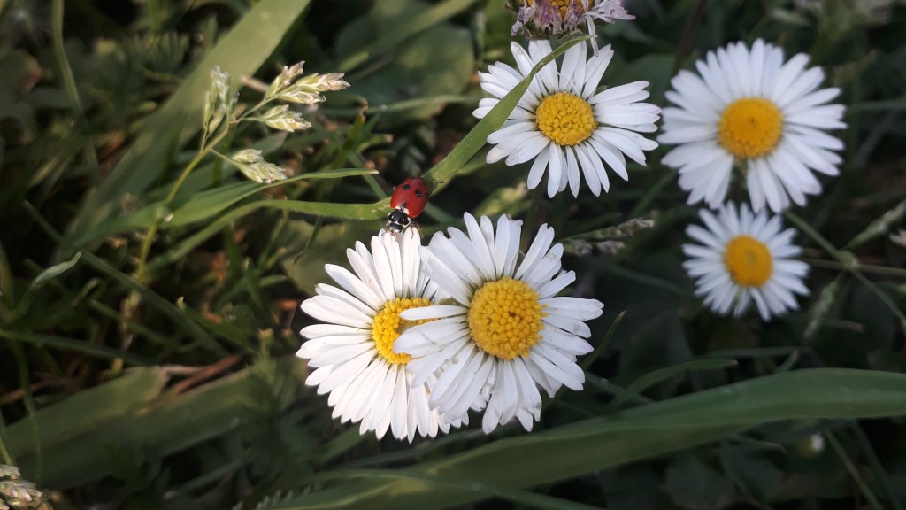 pâquerettes, recette huile de beauté