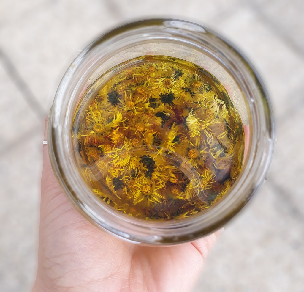 macérat huile de pâquerettes maison  