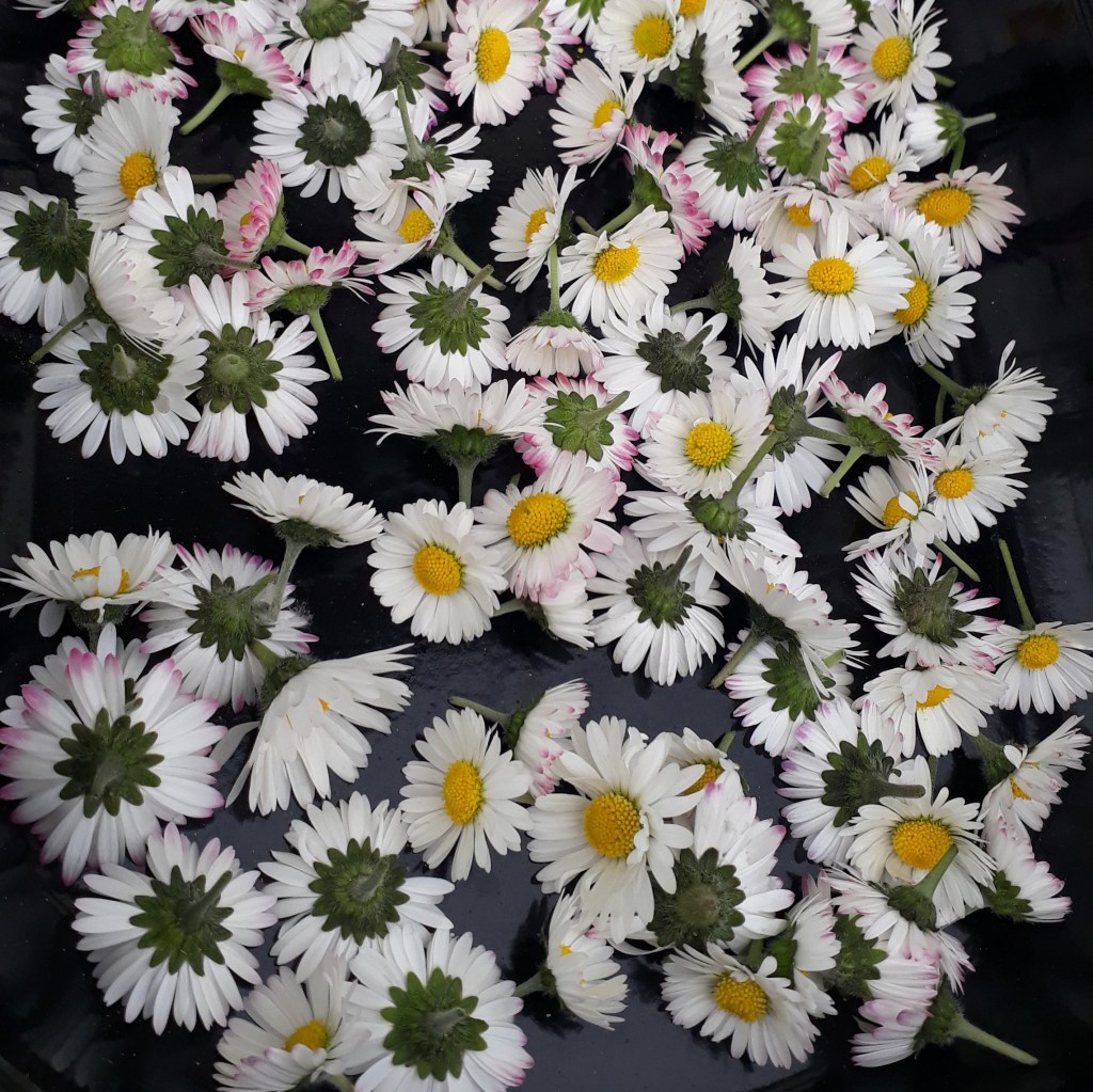 pâquerettes pour réaliser son huile beauté