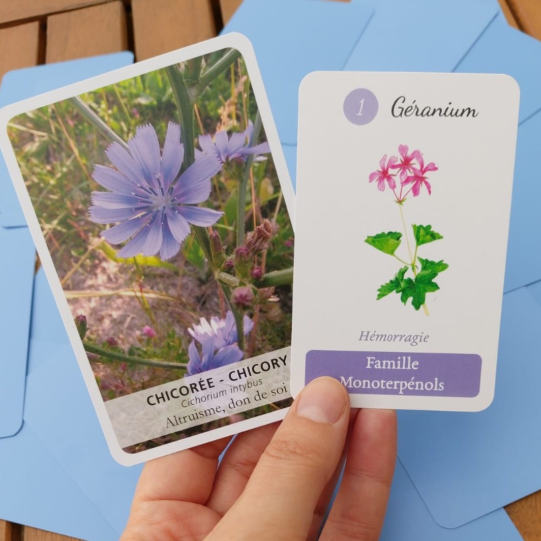 chicory-geranium-fleurs-bach