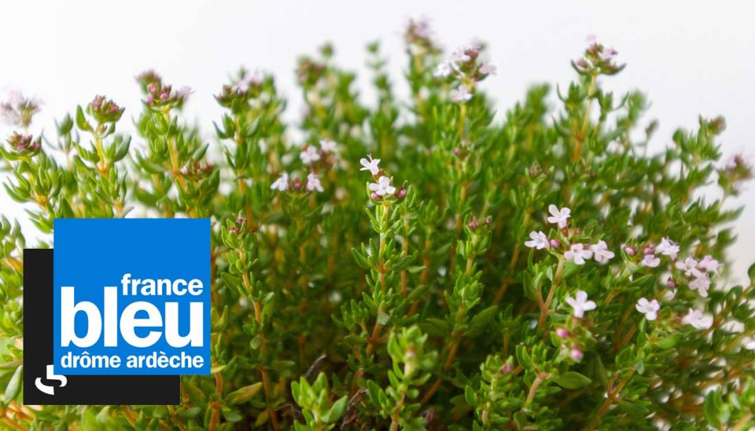 thym-huile-essentielle